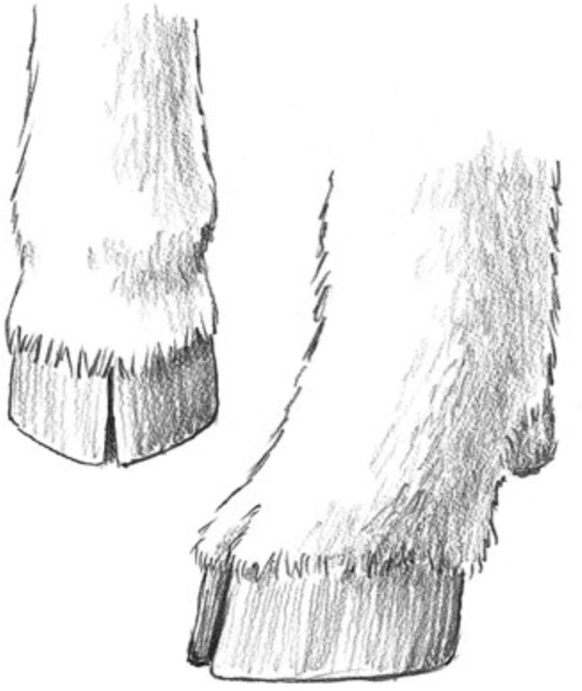 Hoof Trimming